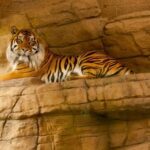 From Delhi: 2 Days 1 Night Ranthambore Tiger Safari Tour - The Early Morning Safari: A Different Perspective