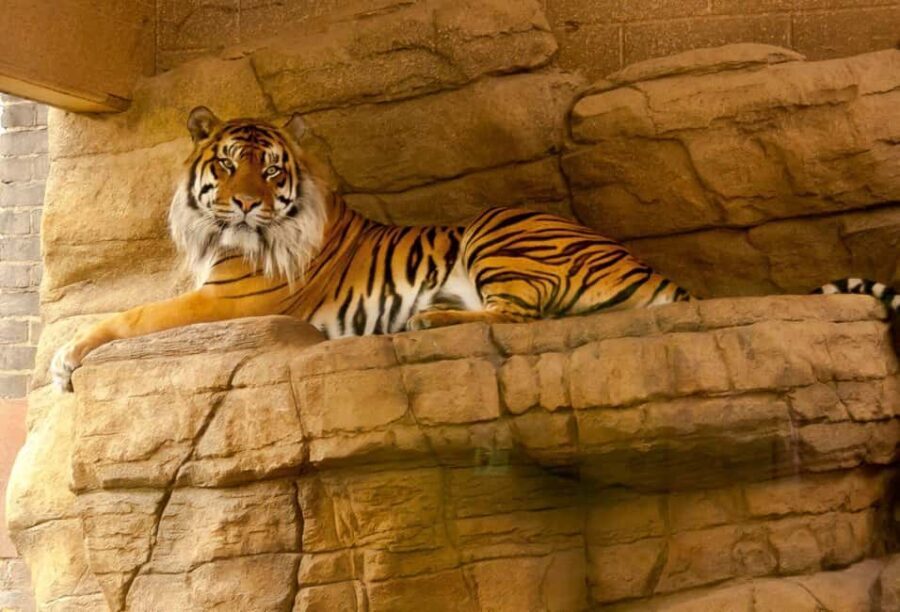 From Delhi: 2 Days 1 Night Ranthambore Tiger Safari Tour - The Early Morning Safari: A Different Perspective