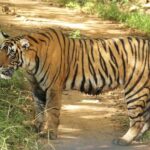 From Delhi: 3-Day Ranthambore Tiger Safari Tour - Practical Details and What to Know
