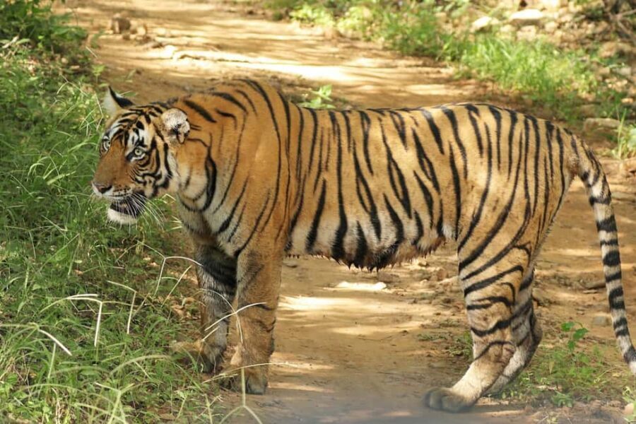 From Delhi: 3-Day Ranthambore Tiger Safari Tour - Practical Details and What to Know