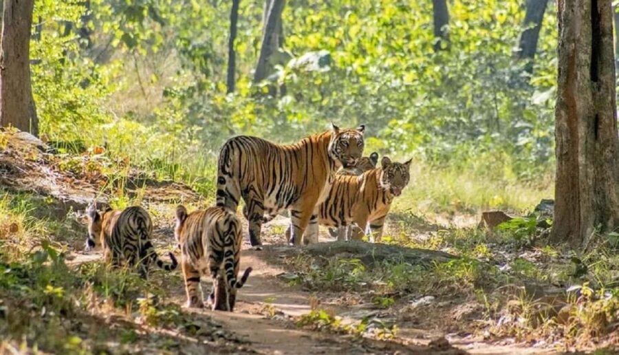 From Delhi: 4-Day Golden Triangle & Ranthambore Tiger Safari - What’s the Experience Like?