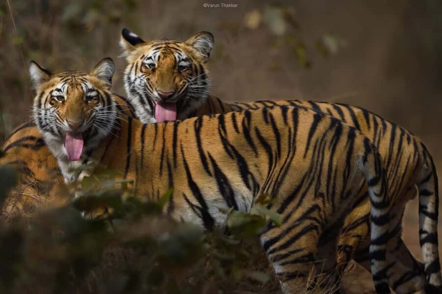 From Delhi: 4-Day Golden Triangle & Ranthambore Tiger Safari - Transportation & Guide Service