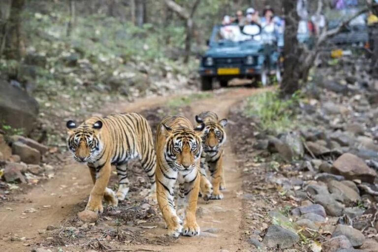 From Delhi: 5-Day Golden Triangle & Ranthambore Guided Tour - What We Love About This Tour