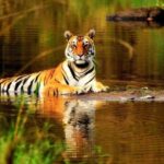 From Delhi: 5-Day Tiger Safari & Golden Triangle Tour - Authentic Experiences You Can Expect