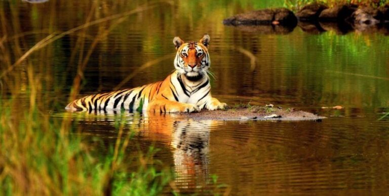 From Delhi: 5-Day Tiger Safari & Golden Triangle Tour - Authentic Experiences You Can Expect