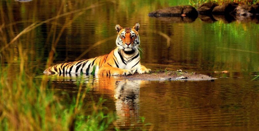From Delhi: 5-Day Tiger Safari & Golden Triangle Tour - Authentic Experiences You Can Expect