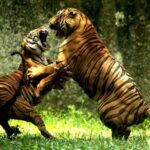 From Delhi: Delhi Ranthambore 3 Days private Tour - Arriving and Settling In: First Impressions