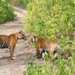 From Delhi: Delhi Ranthambore 3 Days Tour - The Experience Provider