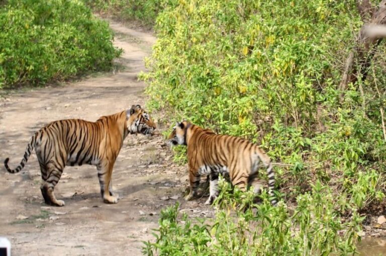 From Delhi: Delhi Ranthambore 3 Days Tour - The Experience Provider
