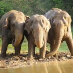 From Delhi : Elephant Conservation and Care Centre -Wildlife - What makes this tour special