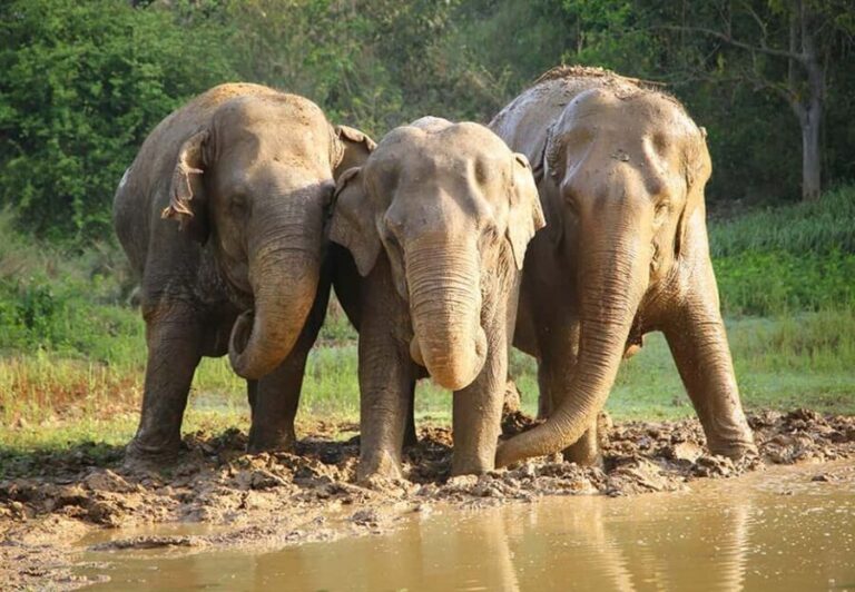 From Delhi : Elephant Conservation and Care Centre -Wildlife - What makes this tour special