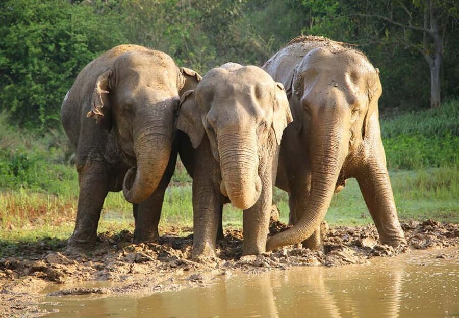 From Delhi : Elephant Conservation and Care Centre -Wildlife - What makes this tour special