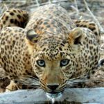 From Delhi: Full-Day Jaipur Tour with Jhalana Safari - What Makes This Tour Stand Out?