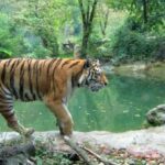 From Delhi: Jim Corbett National Park Tour by Car - Who Should Consider This Tour?