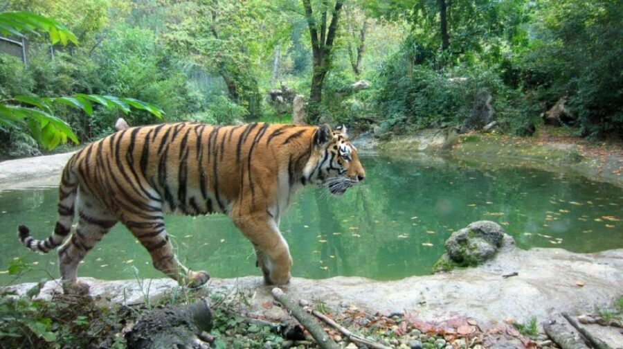 From Delhi: Jim Corbett National Park Tour by Car - Who Should Consider This Tour?