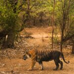 From Delhi: Ranthambore Tiger Safari with Accommodation - Why We Love This Tour