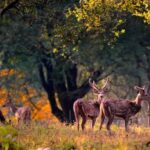 From Delhi: Same-Day Wildlife Safari at Sriska and Jhalna - What Makes This Tour Stand Out?