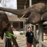 From Delhi: Taj Mahal Sunrise and Elephant Conservation Tour - What’s Included and Additional Tips