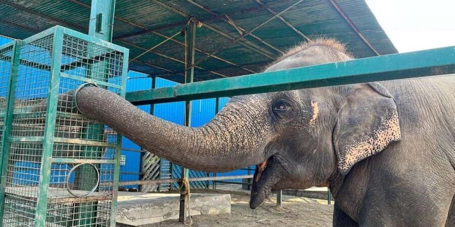 From Delhi: Taj Mahal Sunrise Tour w/ Elephant Conservation - Witnessing the Taj Mahal at Sunrise