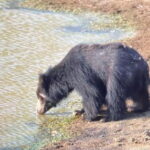 From Ella: Yala Safari & Drop at : Arugambay - What Sets This Tour Apart?