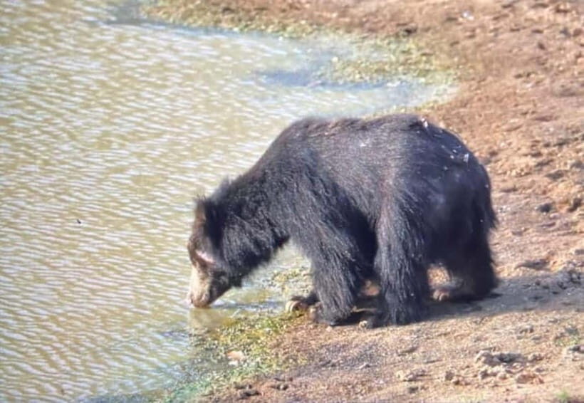 From Ella: Yala Safari & Drop at : Arugambay - What Sets This Tour Apart?