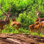 From Galle/Hikkaduwa/Bentota: Udawalawe Safari Tour. - Wildlife Beyond Elephants