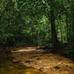 From Galle/Weligama/Mirissa/Matara: Day Trip to Sinharaja - What’s Included and What’s Not