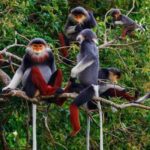 From Ha Noi Cuc Phuong National Park - Is It Worth the Price?