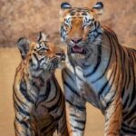 From Jaipur : 2 Days 1 Night Ranthambore Tiger Safari Tour - Why This Tour Works Well