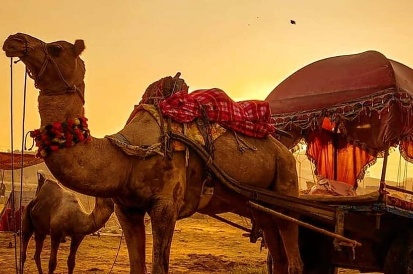 From Jaipur : Private Ajmer Pushkar Tour by Cab - Why This Tour Offers Great Value