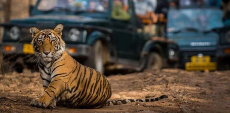 From Jaipur: Private Ranthambore Day Trip with Tiger Safari - Exploring Ranthambore National Park