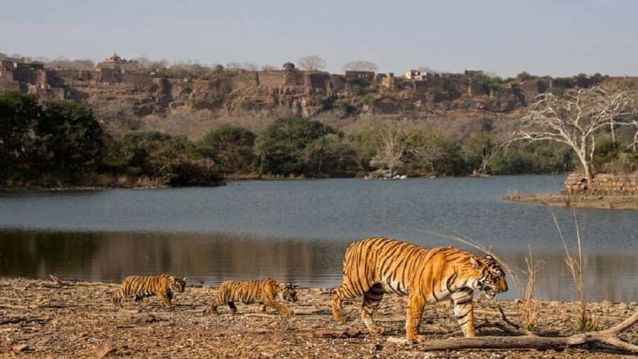 From Jaipur: Ranthambore National Park Day Trip with Safari - The Safari Experience in Ranthambore