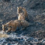 From Jaipur: Ranthambore National Park Day Trip with Safari - What Makes This Tour Stand Out