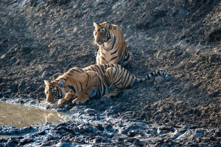 From Jaipur: Ranthambore National Park Day Trip with Safari - What Makes This Tour Stand Out