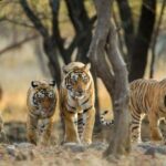 From Jaipur: Ranthambore National Park Safari with Transfers - The Return and Overall Value