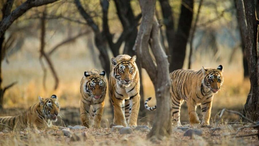 From Jaipur: Ranthambore National Park Safari with Transfers - The Return and Overall Value