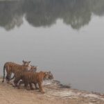From Jaipur: Ranthambore Tiger Safari Overnight Tour - Who This Tour Is Best For