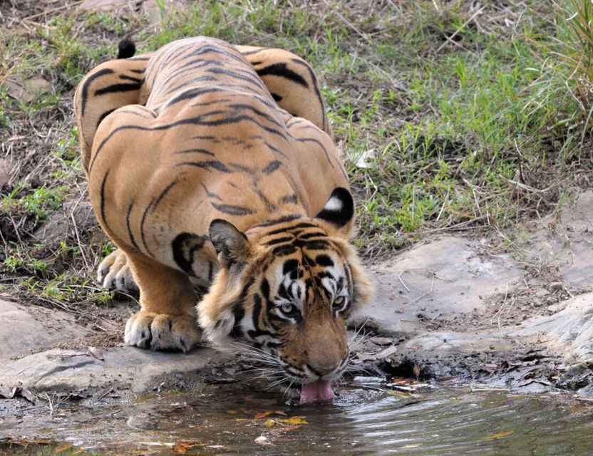 From Jaipur: Ranthambore Tour with Cab - The Safari Adventure
