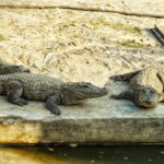 From Kathmandu/Pokhara: Bardiya National Park 4-Day Tour - Frequently Asked Questions