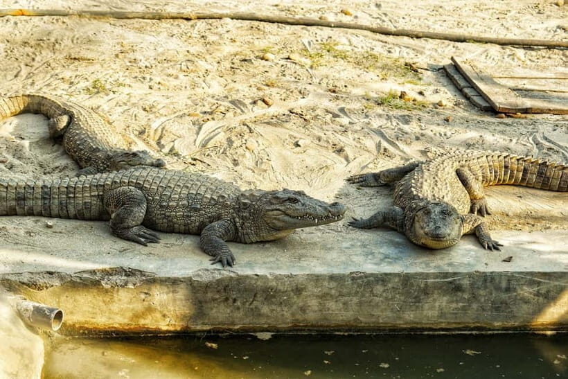 From Kathmandu/Pokhara: Bardiya National Park 4-Day Tour - Frequently Asked Questions