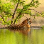 From Khajuraho: Panna Tiger Safari Tour for 1 Night 2 Days - The Value of the Tour