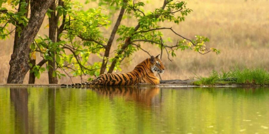 From Khajuraho: Panna Tiger Safari Tour for 1 Night 2 Days - The Value of the Tour
