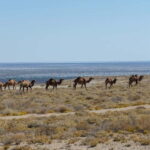 From Khiva To Aral Sea 2-Days One Night In Yurt Stay - Why Choose This Tour?