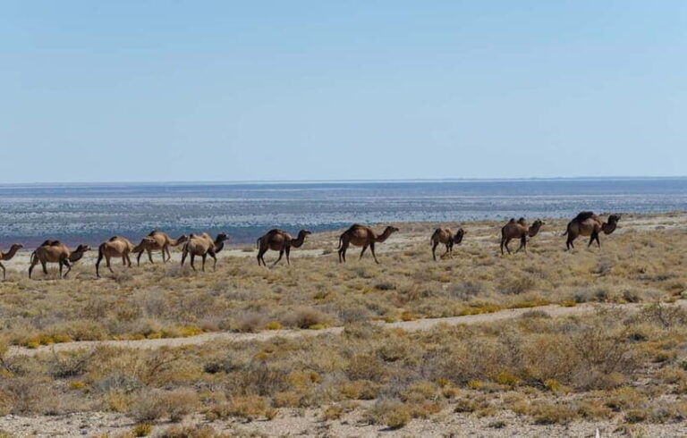 From Khiva To Aral Sea 2-Days One Night In Yurt Stay - Why Choose This Tour?