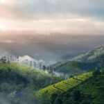 From Kochi:- 02 Days Munnar Hill Station & Nature Walk Tour - Exploring Munnar’s Highlights