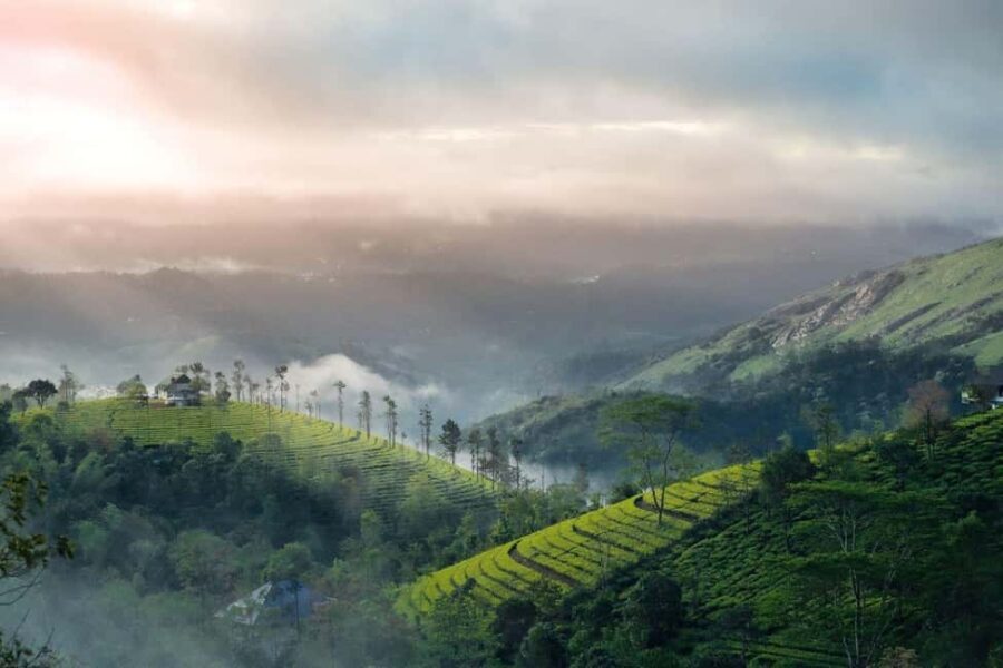 From Kochi:- 02 Days Munnar Hill Station & Nature Walk Tour - Exploring Munnar’s Highlights