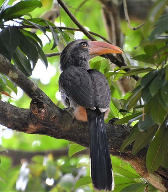 From Kochi:- Periyar Elephant Bath, Nature Walk Guided Tour - Why This Tour Offers Great Value