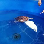 From Kuala Lumpur: Port Dickson Tour with Dragon Cruise - An Overview of the Experience