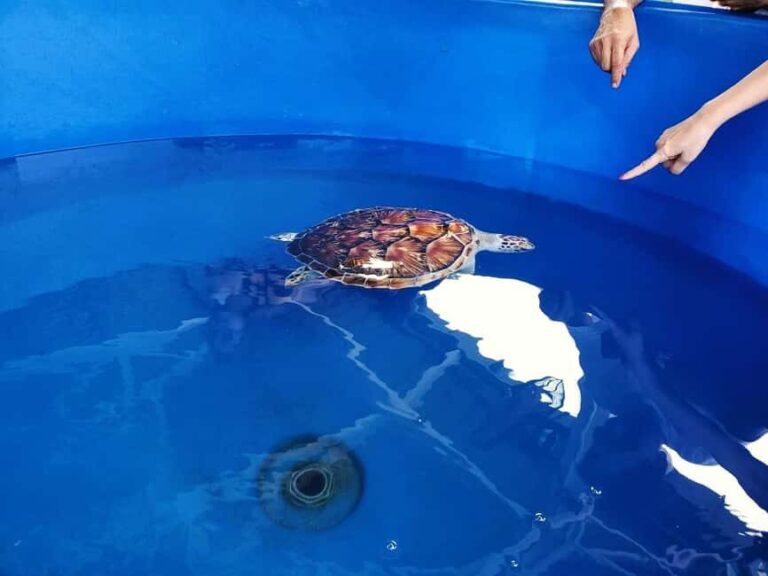 From Kuala Lumpur: Port Dickson Tour with Dragon Cruise - An Overview of the Experience