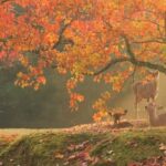 From Kyoto or Osaka: Kyoto Highlights & Nara Park Day Trip - Exploring the Itinerary: What You Can Expect